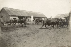 Фотография. Коровы на водопое в Ставропольской психиатрической колонии. 1930-е гг. Из фотоальбома главного врача А.Я. Доршта 1939 г.